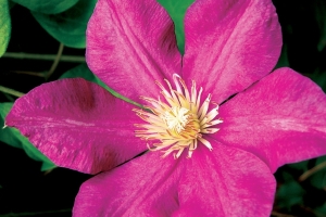 Clematis Vine 'Crimson Star' New 2024